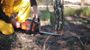 Best Arborist Consultation Services  in North Conway, NH