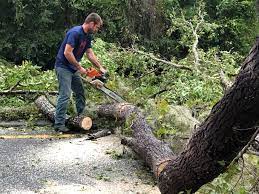 Best Utility Line Clearance  in North Conway, NH